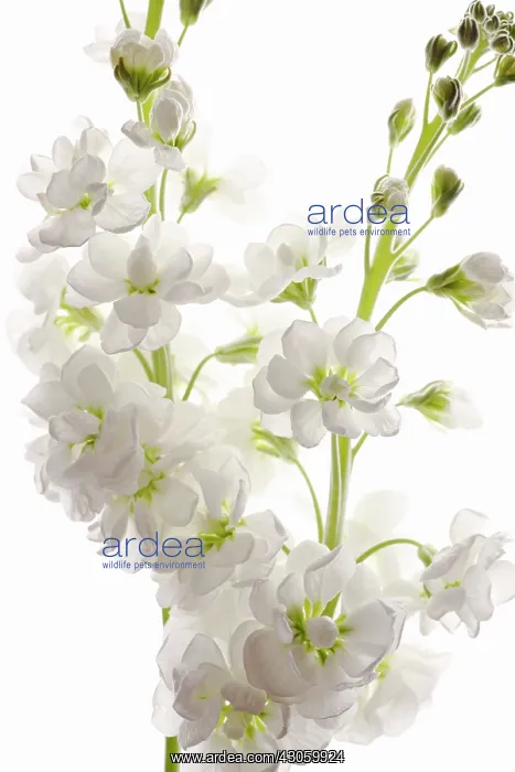 : Stock, Matthiola : Stock, Matthiola
