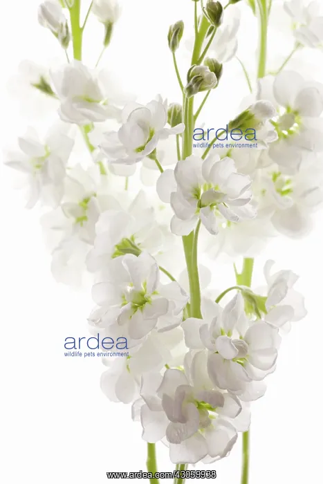 : Stock, Matthiola : Stock, Matthiola