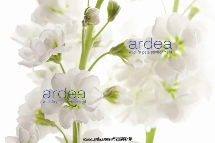 : Stock, Matthiola : Stock, Matthiola