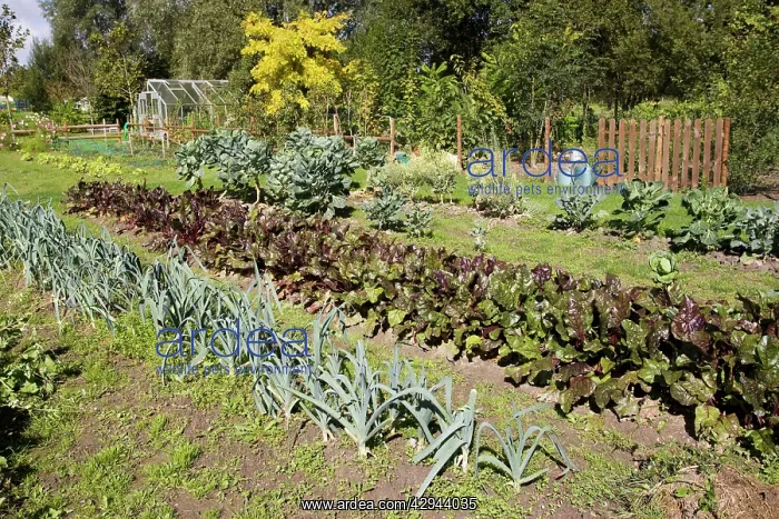: Well stocked French vegetable garden : Well stocked French vegetable garden