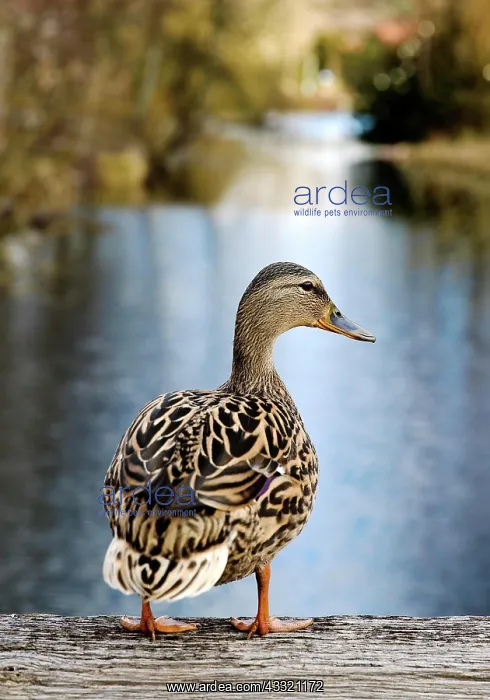 : Stockente (Anas platyrhynchos), Weibchen auf Balken : Stockente (Anas platyrhynchos), Weibchen auf Balken