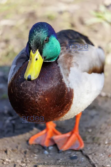 : Stockente (Anas platyrhynchos), Erpel, Deutschland : Stockente (Anas platyrhynchos), Erpel, Deutschland