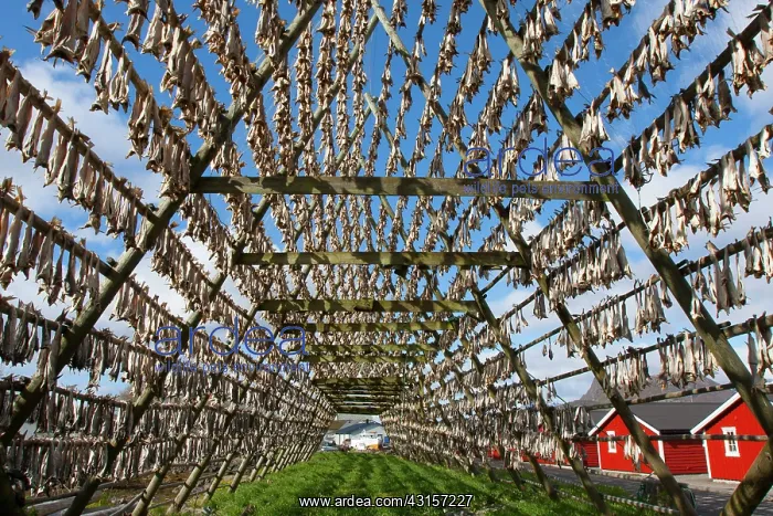 : Stockfish drying at fishing village : Stockfish drying at fishing village