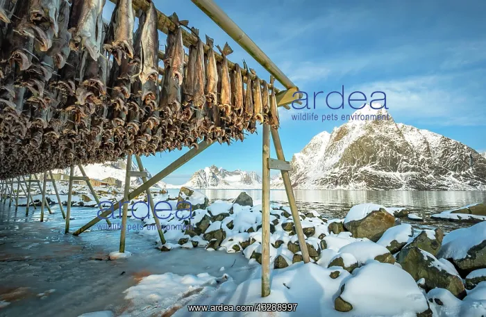 : Stockfish on wooden frame, drying rack in winter : Stockfish on wooden frame, drying rack in winter
