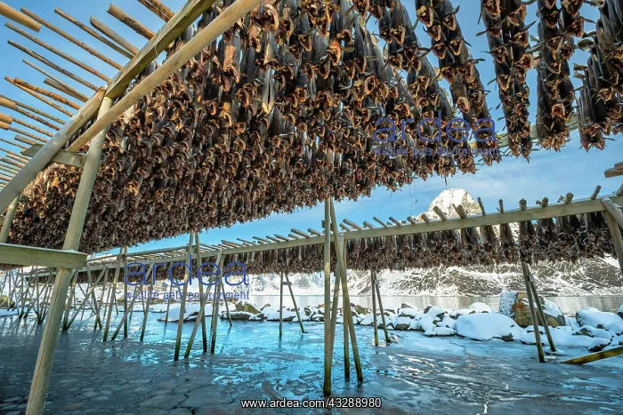 : Stockfish on wooden rack, drying rack in winter : Stockfish on wooden rack, drying rack in winter