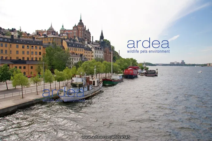 : Stockholm, Sweden. Stockholm's historic : Stockholm, Sweden. Stockholm's historic
