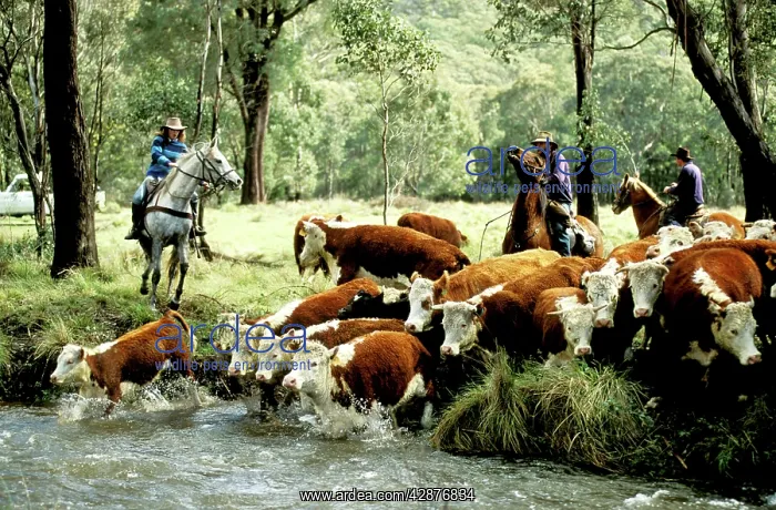 : Stockman mustering cattle Tom Groggin Station : Stockman mustering cattle Tom Groggin Station