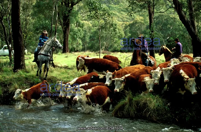  : Stockman mustering cattle.Tom Groggin Station