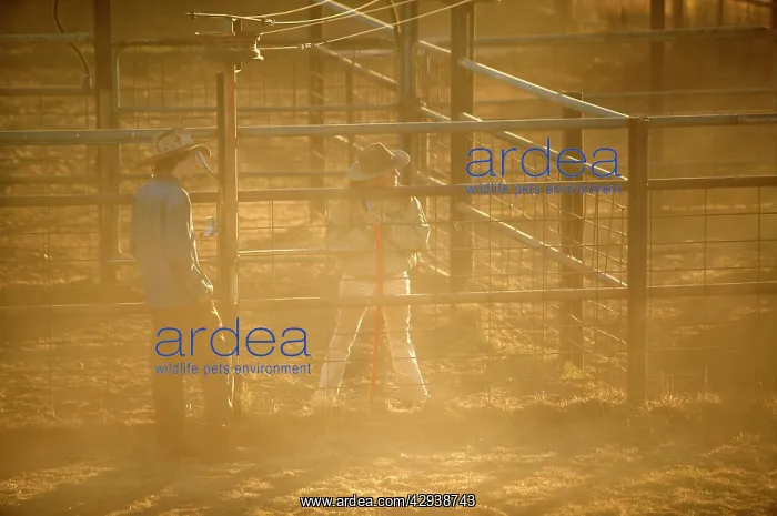 : Stockman and stockwoman with cow in pen.drafting : Stockman and stockwoman with cow in pen.drafting