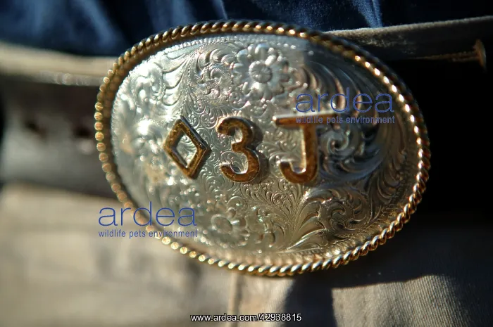 : StockmanIs ornate belt buckle decorated with the : StockmanIs ornate belt buckle decorated with the