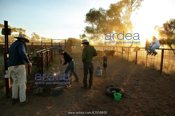 : Stockmen branding a steer.Brands are burnt into : Stockmen branding a steer.Brands are burnt into