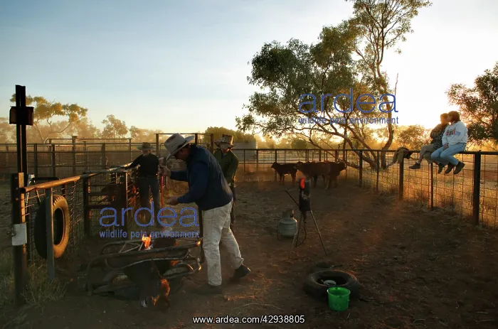 : Stockmen branding a steer.Brands are burnt into : Stockmen branding a steer.Brands are burnt into