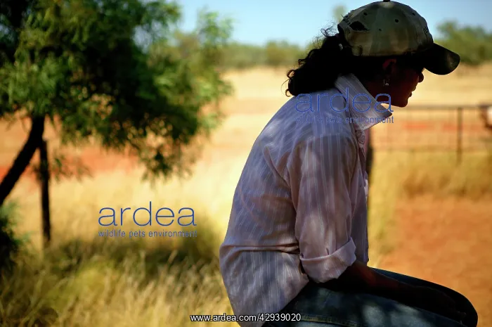 : Stockwoman.resting during annual cattle muster : Stockwoman.resting during annual cattle muster