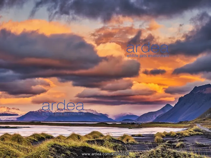 : Stokksnes Lagoon, Iceland : Stokksnes Lagoon, Iceland
