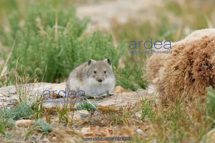: Stoliczka's Mountain Vole : Stoliczka's Mountain Vole