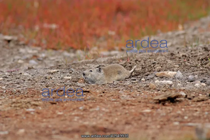 : Stoliczka's Mountain Vole - at burrow : Stoliczka's Mountain Vole - at burrow