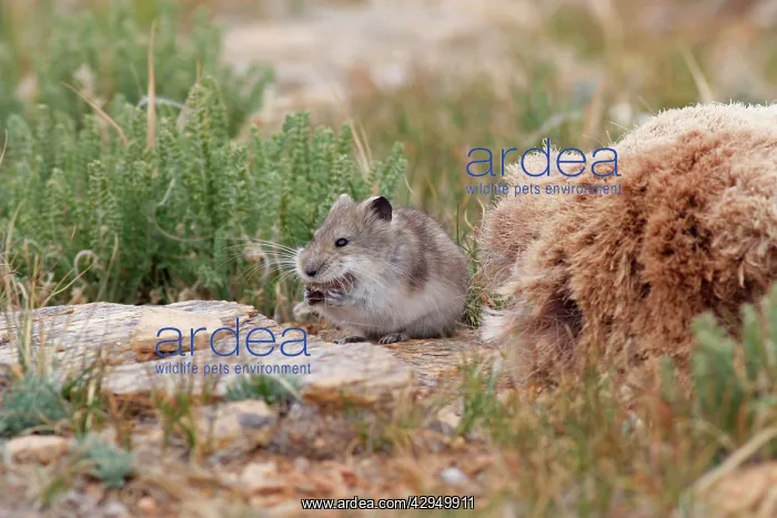  : Stoliczka's Mountain Vole - collecting hair from