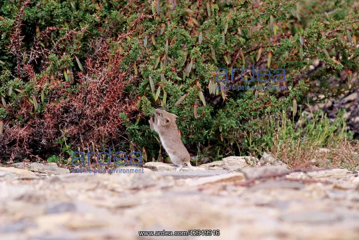 : Stoliczka's Mountain Vole, stretching for Caragana seeds : Stoliczka's Mountain Vole, stretching for Caragana seeds