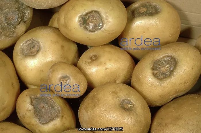 : Stolon end rot of potato : Stolon end rot of potato