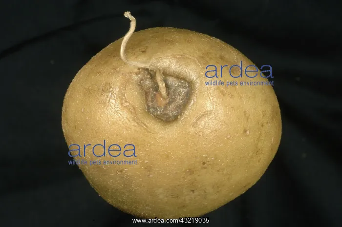 : Stolon end rot of potato : Stolon end rot of potato