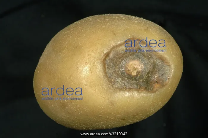 : Stolon end rot of potato : Stolon end rot of potato