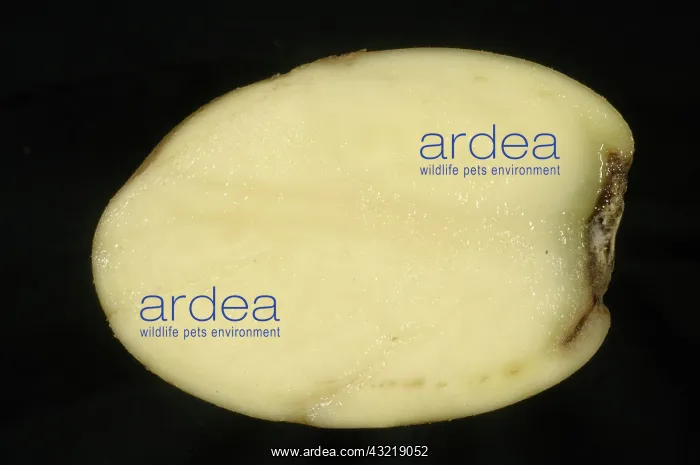 : Stolon end rot of potato : Stolon end rot of potato