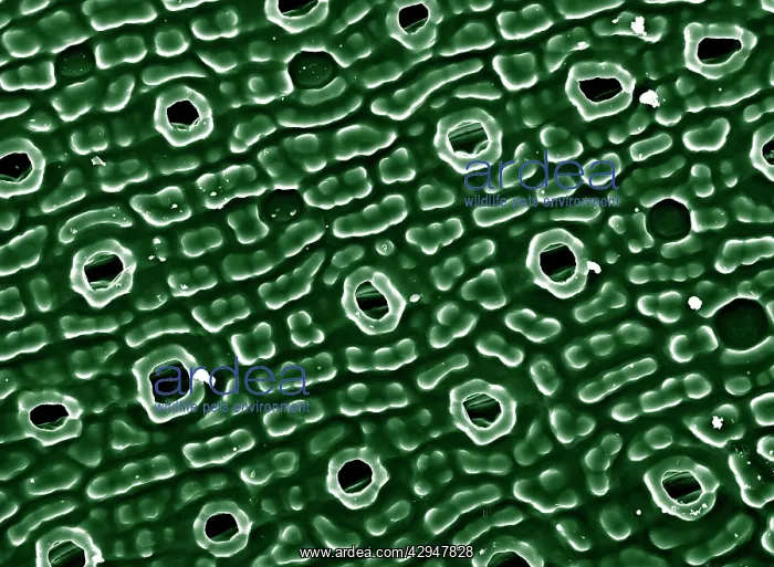 : Stomata of Yew Leaf : Stomata of Yew Leaf