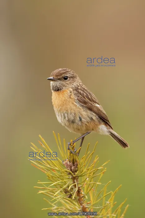  : Stonchat - female perched on top of a young conifer