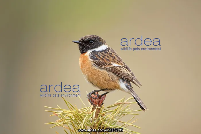: Stonchat - male perched on top of a young conifer tree - May : Stonchat - male perched on top of a young conifer tree - May