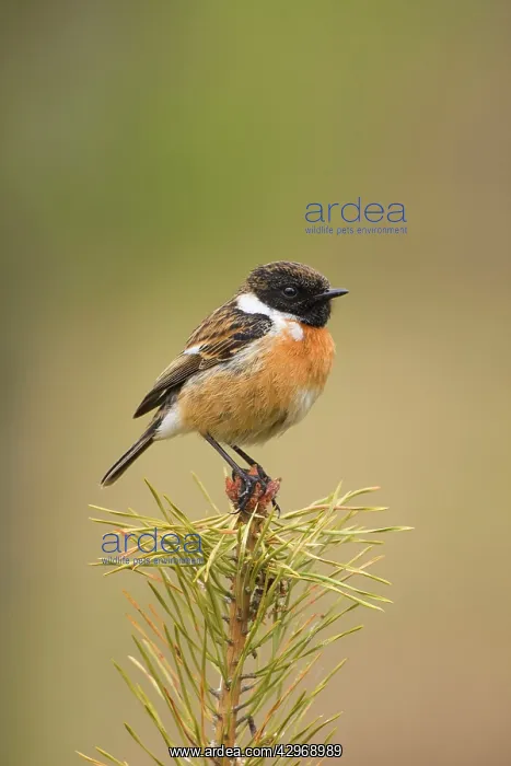 : Stonchat - male perched on top of a young conifer tree - May : Stonchat - male perched on top of a young conifer tree - May