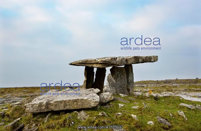 : Stone Age cult site, Poulnabrone Dolmen, Burren : Stone Age cult site, Poulnabrone Dolmen, Burren
