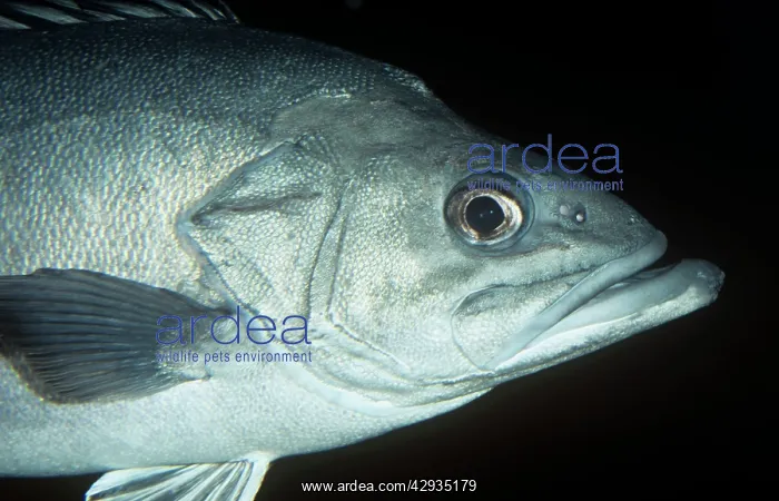 : Stone BASS / Wreckfish : Stone BASS / Wreckfish