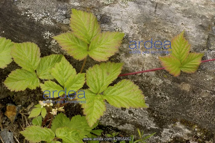 : Stone bramble
