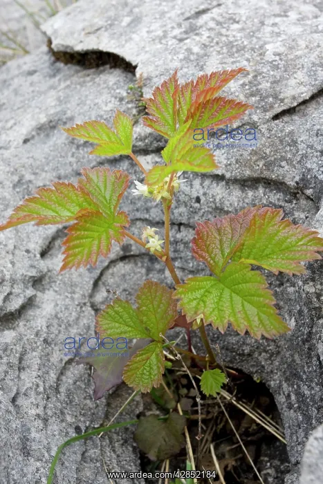 : Stone Bramble - in limestone pavement : Stone Bramble - in limestone pavement