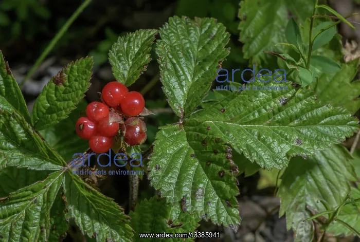 : Stone Bramble, Rubus saxatilis, in fruit in late summer : Stone Bramble, Rubus saxatilis, in fruit in late summer