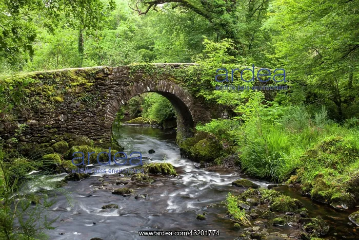 : Stone bridge over a stream, near Glengarriff, County : Stone bridge over a stream, near Glengarriff, County