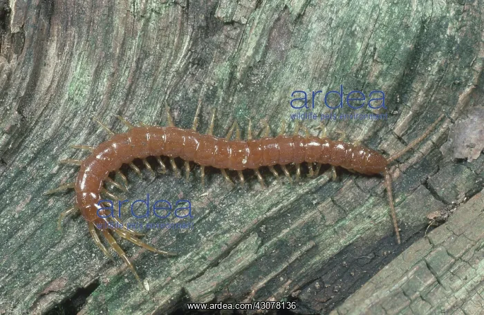 : Stone Centipede : Stone Centipede