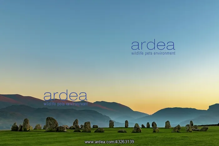 : Stone circle at blue hour, Keswick, Yorkshire Dales : Stone circle at blue hour, Keswick, Yorkshire Dales