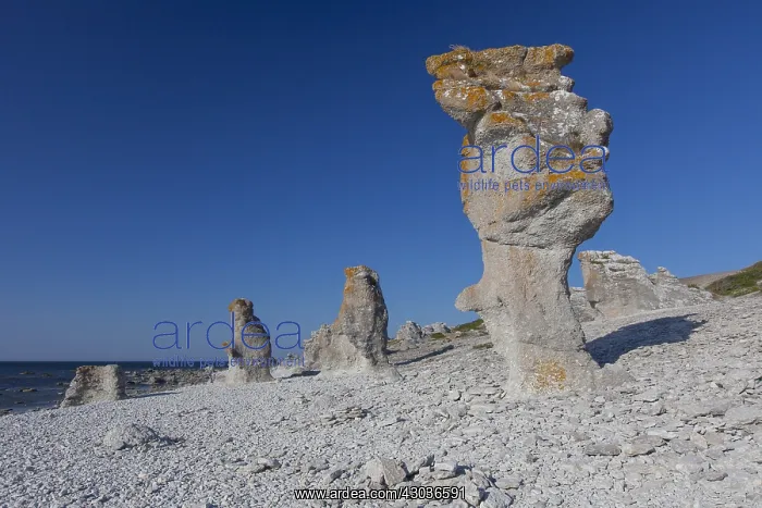 : Stone columns at Langhammar - Faroe island - Gotland, Sweden : Stone columns at Langhammar - Faroe island - Gotland, Sweden
