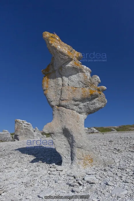 : Stone columns at Langhammar - Faroe island - Gotland, Sweden : Stone columns at Langhammar - Faroe island - Gotland, Sweden