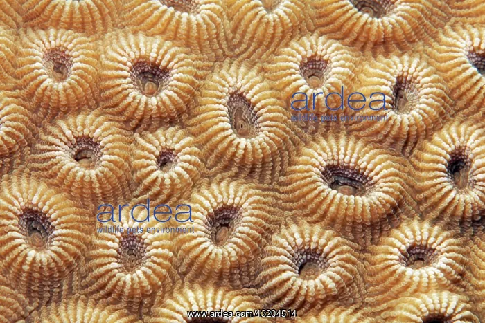 : Stone coral (Favia favus), detail with indented : Stone coral (Favia favus), detail with indented