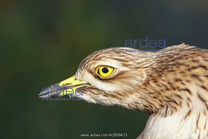 : Stone-curlew : Stone-curlew
