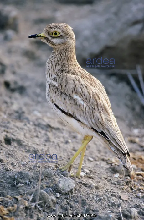 : STONE-CURLEW : STONE-CURLEW