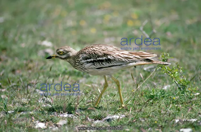 : STONE-CURLEW : STONE-CURLEW