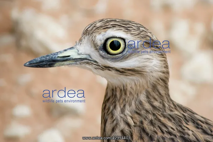 : Stone Curlew : Stone Curlew