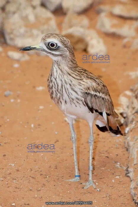 : Stone Curlew : Stone Curlew