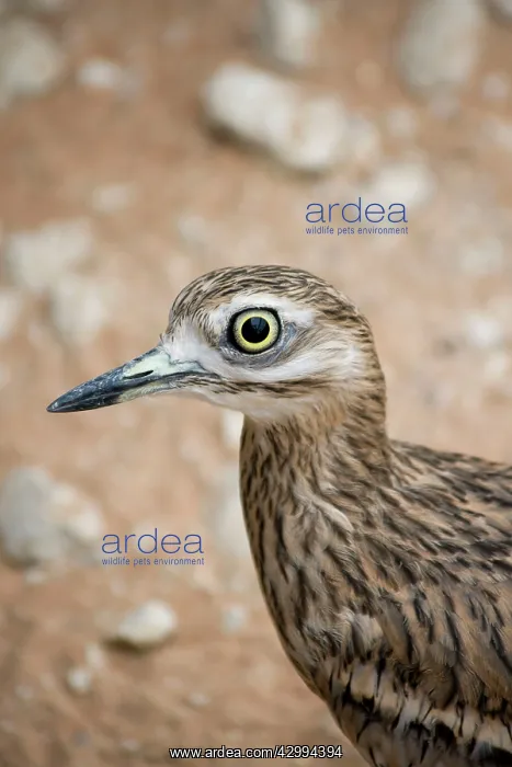 : Stone Curlew - Abu Dhabi : Stone Curlew - Abu Dhabi