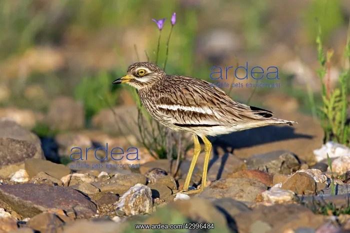 : Stone Curlew - in breeding territory habitat Castro : Stone Curlew - in breeding territory habitat Castro