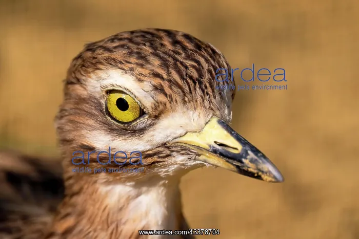 : Stone Curlew (Burhinus), animal portrait, captive : Stone Curlew (Burhinus), animal portrait, captive