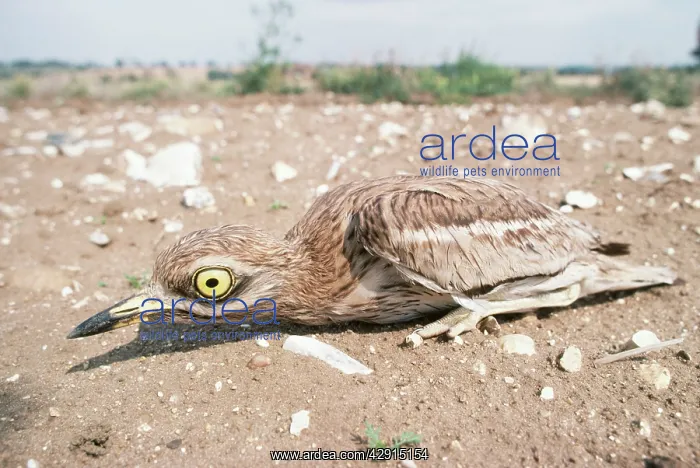 : STONE-CURLEW - chick crouching in field : STONE-CURLEW - chick crouching in field